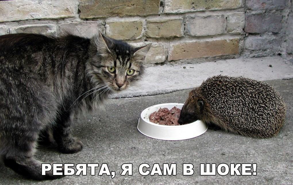 Подборка веселых, милых и забавных фотографий с надписями из сети картинки с надписями,приколы,прикольные картинки,смешные комментарии,угарные фотки,юмор
