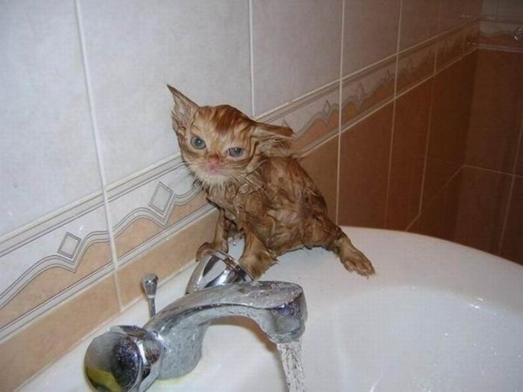 Влажные киски 