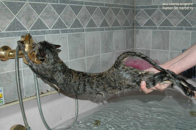 Влажные киски 