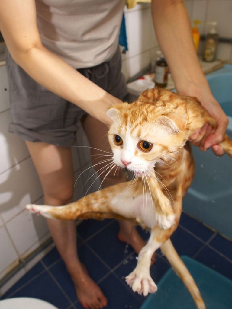 Влажные киски 