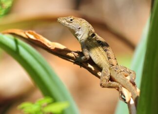 Ця ящірка може переносити екстремальні рівні вмісту свинцю