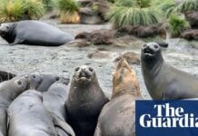 Популяція морських слонів скоротилася вдвічі через спалах пташиного грипу в Південній Атлантиці