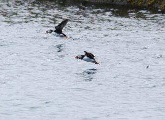 Dodelijke dosis plastic: zelfs kleine hoeveelheden doden het wild in de oceaan