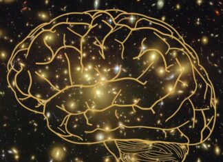 Три рівні свідомості: як еволюція створила наш внутрішній світ