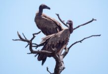 Чому грифи кружляють: за межами міфу про неминучу смерть