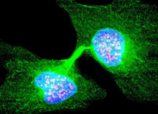 The Need for a New Thermodynamic Law to Understand Living Systems