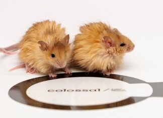 Dierlijke eigenaardigheden van 2025: de meest ongewone natuurverhalen van het jaar