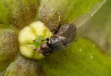 Flower Mimics Injury to Attract Pollinators