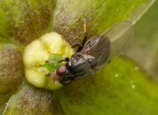 La flor imita las lesiones para atraer a los polinizadores