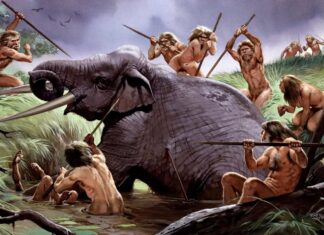 Mensen hebben 1,8 miljoen jaar geleden olifanten afgeslacht: een doorbraak in het vroege gebruik van gereedschappen