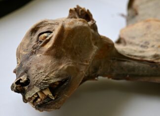 Überreste eines alten Geparden bieten Hoffnung auf die Rückkehr der Art nach Arabien