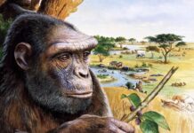 Wczesny przodek człowieka chodził w pozycji wyprostowanej: nowe dowody potwierdzają dwunożność Sahelanthropus tchadensis