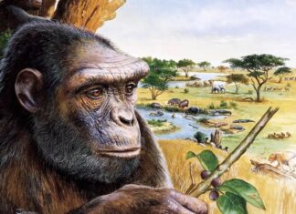 Early Human Ancestor Walked Upright: New Evidence Confirms Bipedalism in Sahelanthropus tchadensis