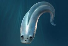 Les anciens vertébrés avaient quatre yeux, suggèrent des preuves fossiles