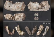 Starożytne odkrycie szczęki Dziadka do orzechów na nowo zapisuje chronologię ewolucji człowieka