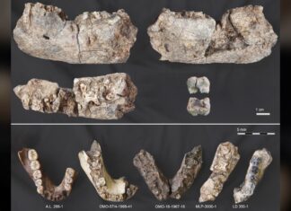 Fosil Kuno “Manusia Pemecah Kacang” Menulis Ulang Garis Waktu Evolusi Manusia