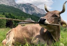 Kráva předvádí nečekané použití nástrojů, zpochybňuje předpoklady o inteligenci hospodářských zvířat