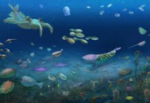 Cambrian Ecosystem Unearthed in China Reveals Resilience After Mass Extinction