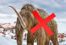 Знайдено стародавні «мамонтові» кістки несподіваного морського походження