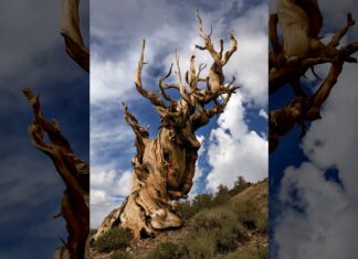 I segreti dell’immortalità: come le piante ingannano la morte