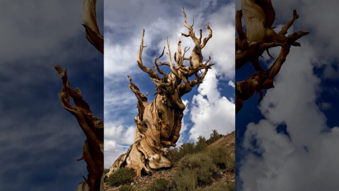 ff935c4e-0845-426a-ab77-399e58b558f7