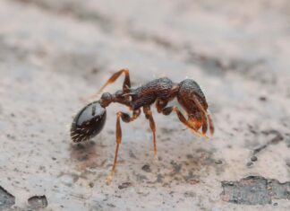 Découverte d’espèces de fourmis entièrement reines : une nouvelle forme d’organisation sociale