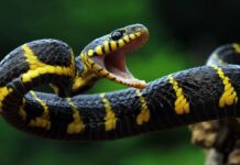 Змії Процвітають Без “Гормону Голоду”: Генетична Таємниця