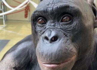 Bonobo demonstriert im Rollenspiel menschenähnliche Vorstellungskraft