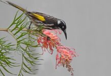 Ptáci se vyvinuli, aby prospívali v extrémních dietách s vysokým obsahem cukru – a lidé se mohou poučit