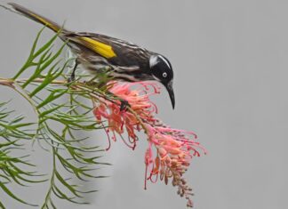 Burung Berevolusi untuk Berkembang dengan Pola Makan Gula Ekstrim – Dan Manusia Dapat Belajar darinya