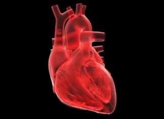 Breakthrough in Heart-on-a-Chip Technology slibuje rychlejší a bezpečnější testování léků na srdeční choroby