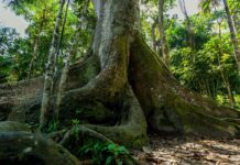 Гіганти Амазонки: Чому Захист Найбільших Дерев Перу Критично Важлива для Зміни Клімату