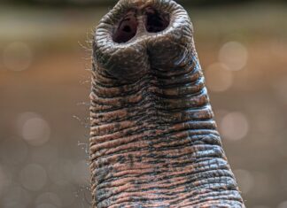 Elefantenschnurrhaare: Stationäre Sensoren der Natur