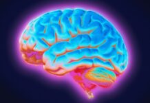 Хвороба Паркінсона пов’язана з нещодавно виявленою мозковою мережею