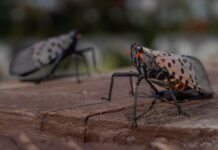 Плямистий ліхтар: як міське життя прискорило вторгнення