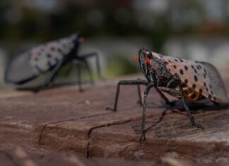 Lanternes tachetées : comment la vie urbaine a suralimenté une invasion