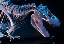 Падіння Тирану: Нові Скам’янілості Переписують Історію Динозаврів