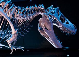 Upadek tyrana: nowe skamieliny piszą na nowo historię dinozaurów