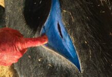 Babi Hutan di California Menampilkan Daging ‘Biru Neon’ Karena Keracunan Rodentisida