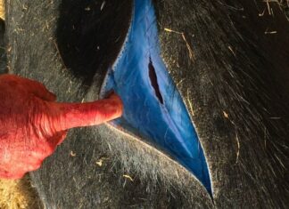 Dziki w Kalifornii z ciałem „Neon Blue” w wyniku zatrucia gryzoniobójczymi