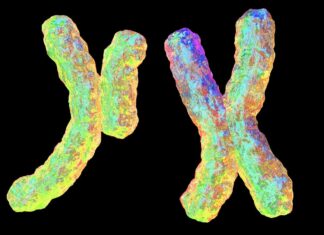Редкий генетический признак искажает соотношение полов в одной семье из штата Юта