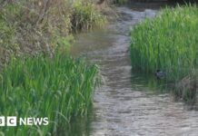 Захист Рідкісних Крейдових Рік Англії: Заклик до посилення Регулювання