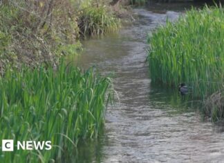 Protegendo os raros fluxos de giz da Inglaterra: um apelo por regulamentações mais fortes