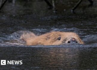 Berang-berang Kembali ke Cornwall: Upaya Pembangunan Kembali Menjanjikan dalam Pengendalian Banjir