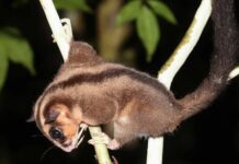 Втрачені та Знайдені: Дві “Вимерлі” Сумчасті, Виявлені заново в Новій Гвінеї