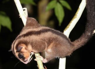 Потерянные и Найденные: Две «Вымершие» Сумчатые, Обнаруженные заново в Новой Гвинее