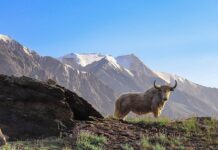 Мізки Яків містять ключі до лікування розсіяного склерозу