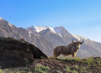 Les cerveaux de yak détiennent des indices sur le traitement de la sclérose en plaques