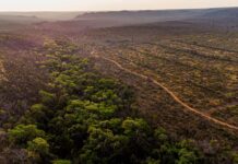 Прихований Вуглецевий Резервуар Бразилії: Ключова Роль Саванни Серрадо