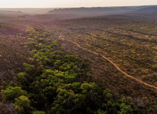 Скрытый Углеродный Резервуар Бразилии: Ключевая Роль Саванны Серрадо